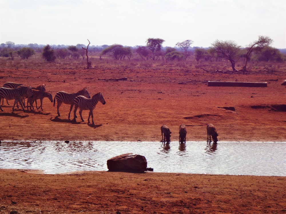 Wildlife in Tsavo East National Park