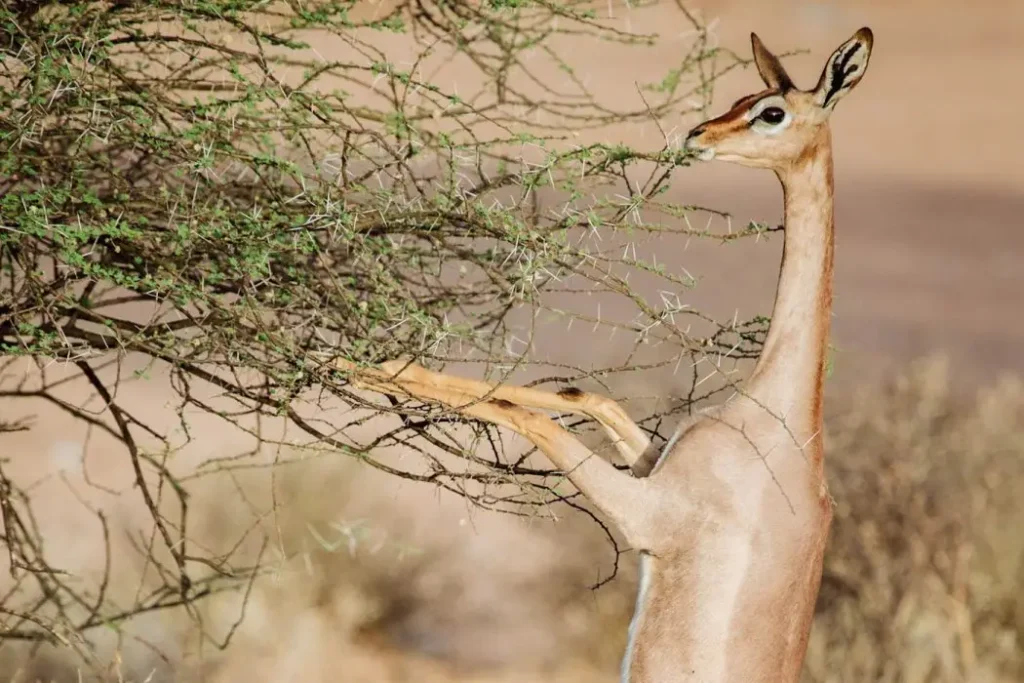 Africa Bed of Roses Safaris - The Special 5 of Samburu