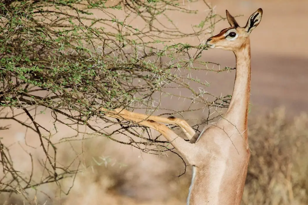 Africa Bed of Roses Safaris - The Special 5 of Samburu