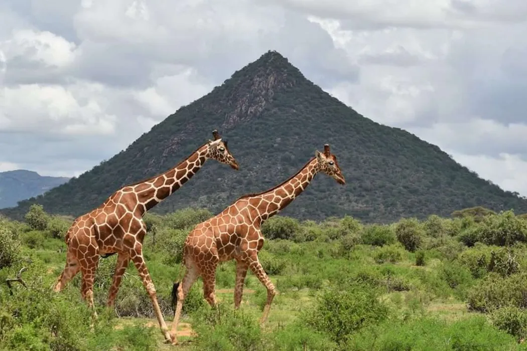 Africa Bed of Roses Safaris - Welcome to Africa Bed of Roses Safaris
