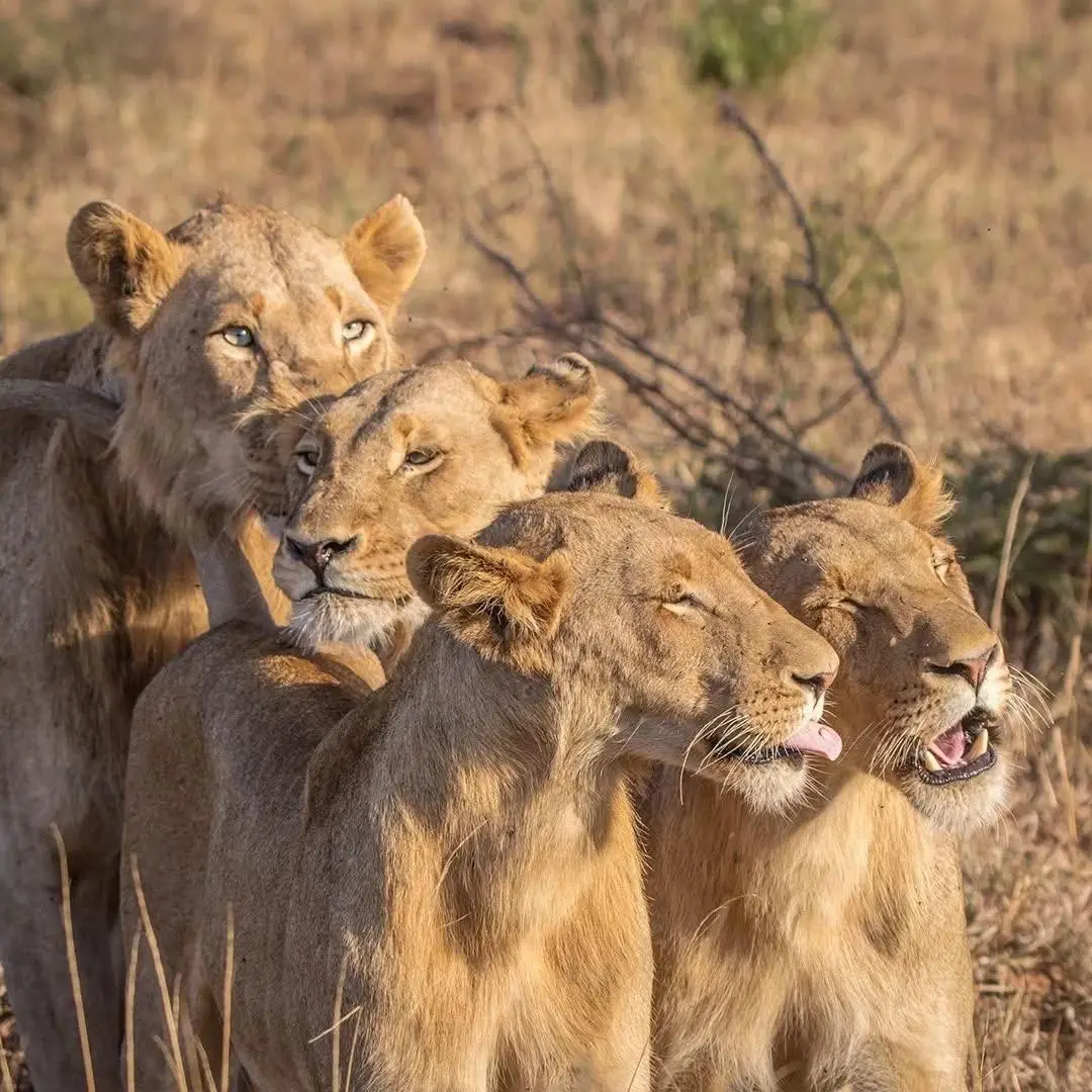 a family of lions in masai mara