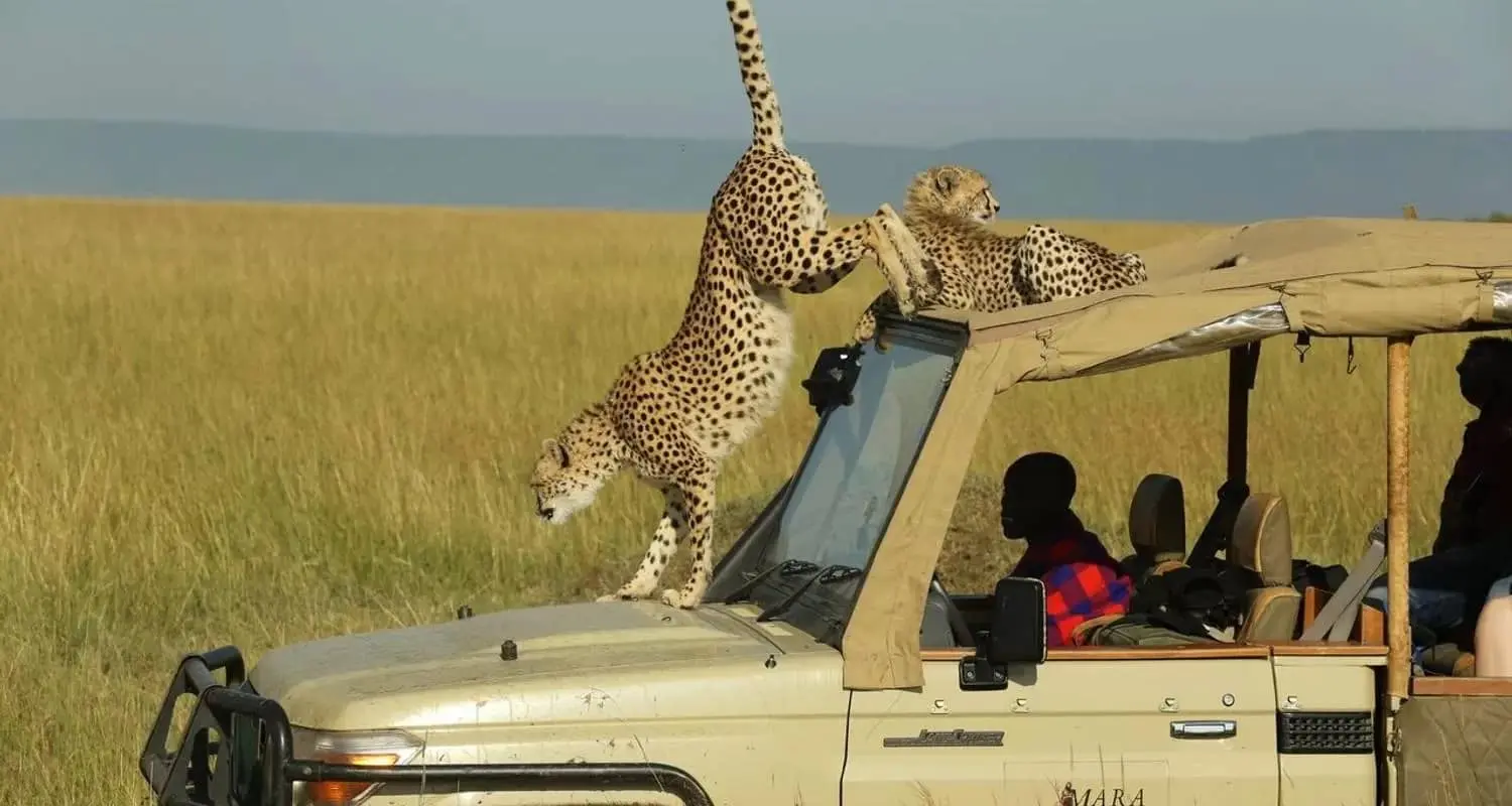 a normal game drive when a chetah climbs up in a safari vehicle during a masai mara honeymoon package