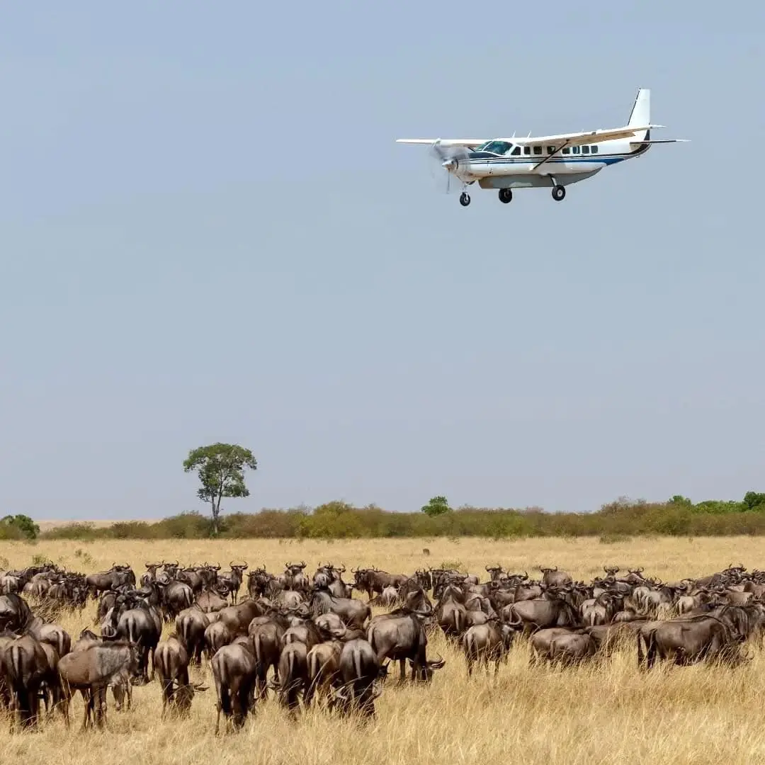 2 Days Fly-In Masai Mara Honeymoon Package