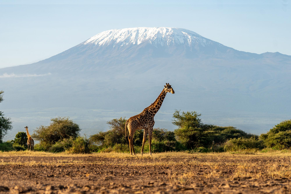 Giraffe at Amboseli