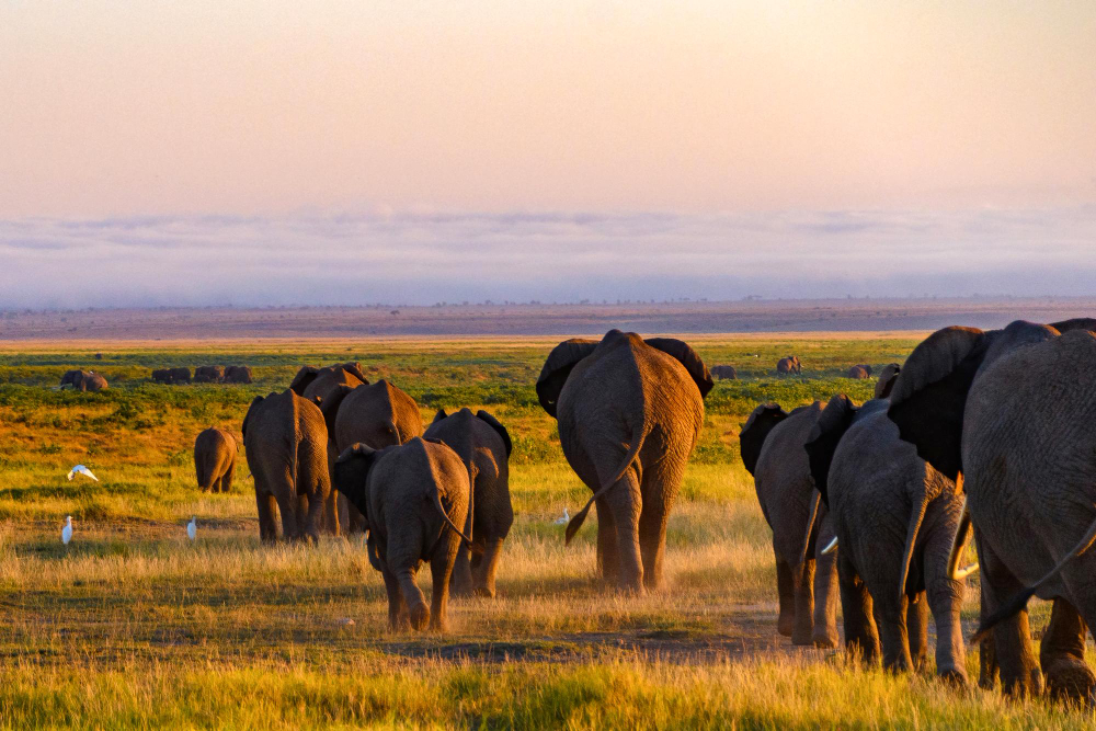 Masai Mara Elephants